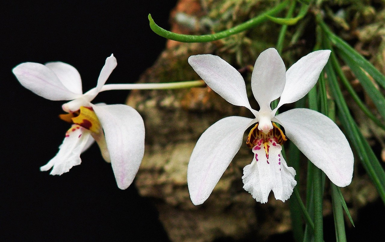 Holcoglossum wangii